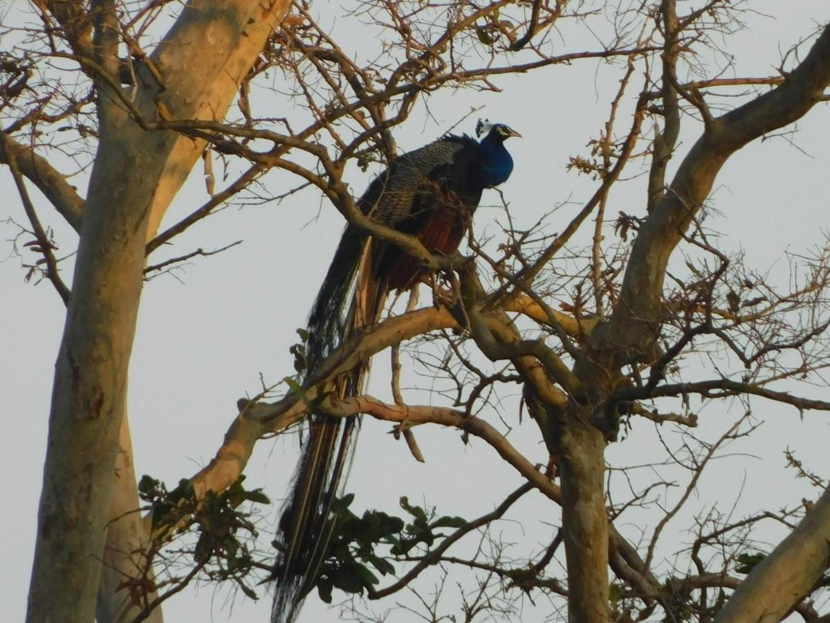 Kayjay Wild Wilpattu Exterior foto